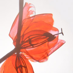 Tulips Tulips