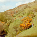 Wild Mountainside Wild Mountainside