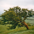 Rowan Tree Rowan Tree